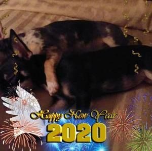 Meet your Posher, Adelaide